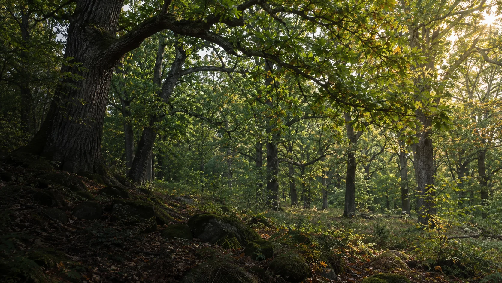Mature oak trees with interlacing branches and soft light through the green canopy